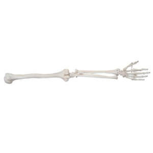 Life-Size Upper limb skeleton model